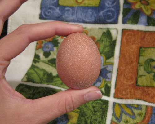 firstegg.jpg