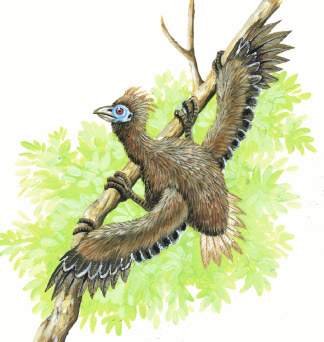 hoatzin_chick.jpg