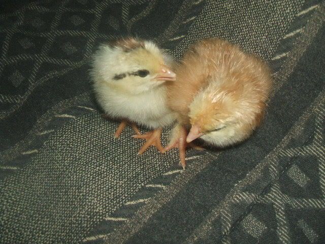2009_0206chickss0002.jpg