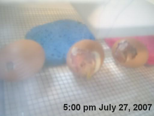 hatchingchicks0171.jpg