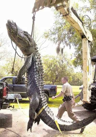 Alligator.jpg