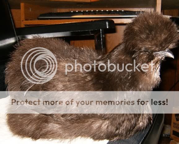 blue_pullet.jpg