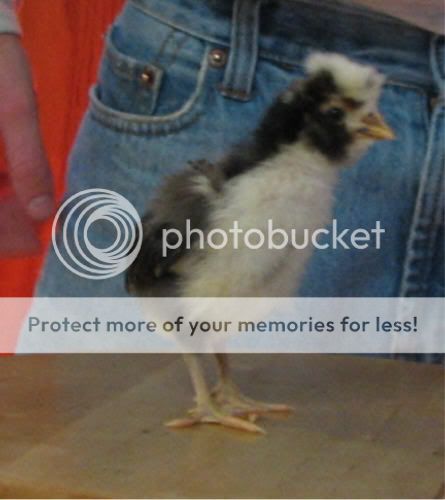 Chick.jpg