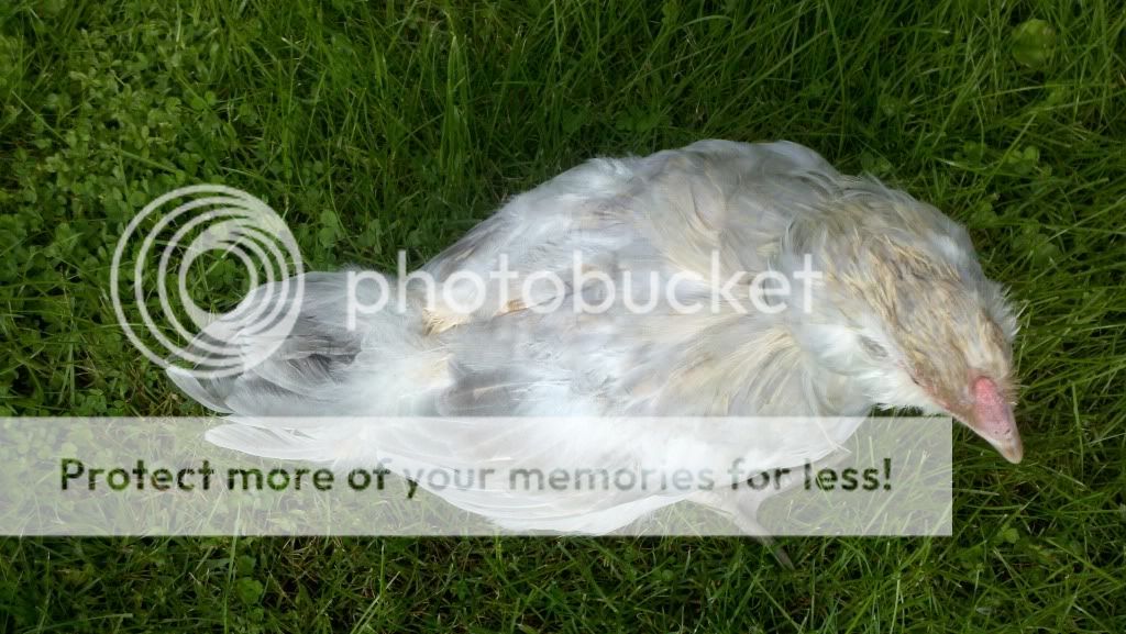2011-09-17_15-17-57_561.jpg