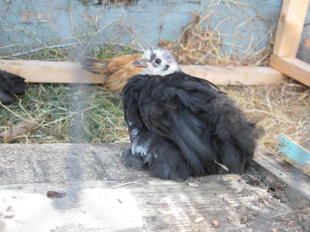 timvisitnchickens296.jpg
