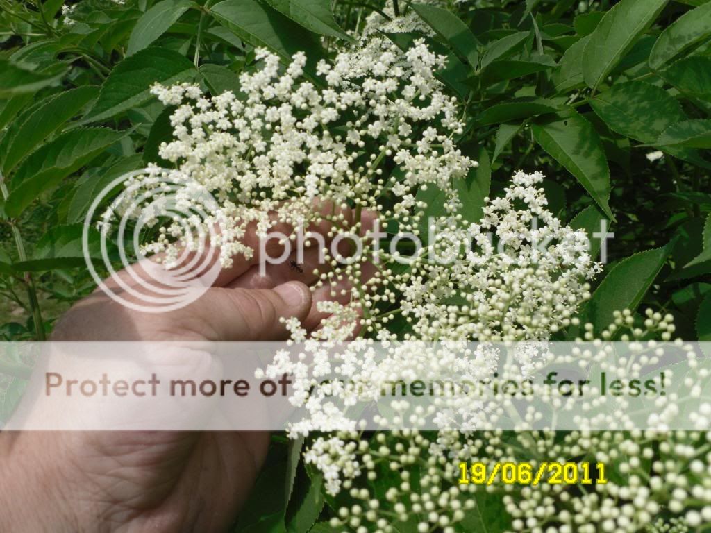 elderberry011.jpg