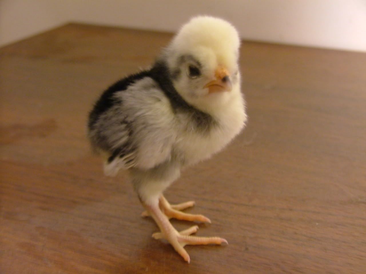 DSCF4358.jpg