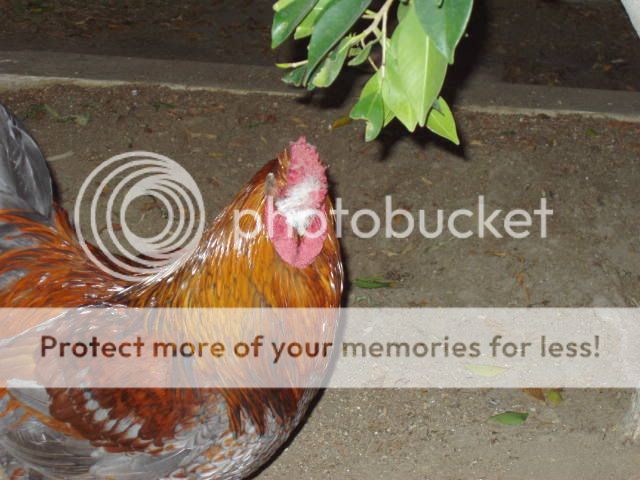 Chickens178.jpg