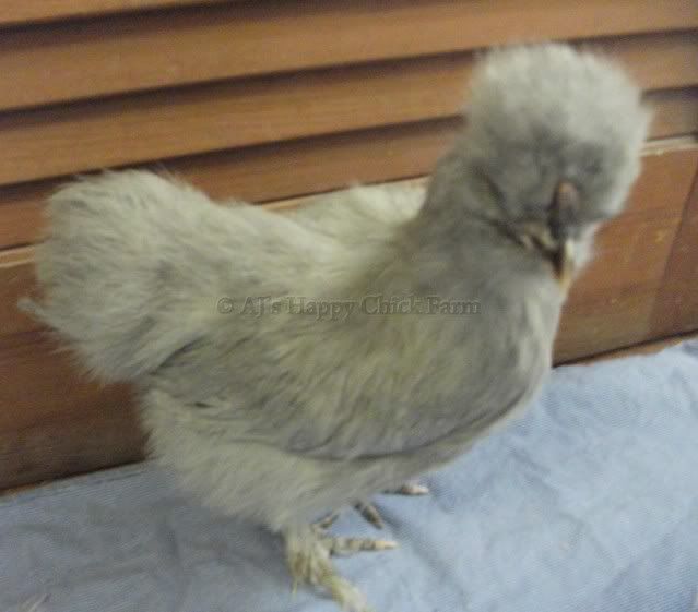 lav56pullet2.jpg