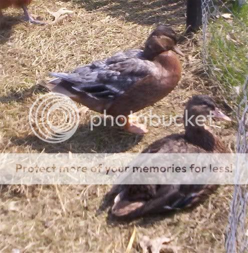 2callducks9wks.jpg