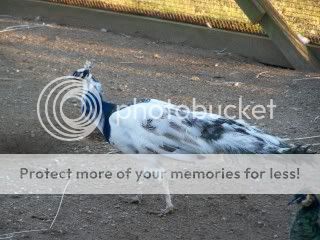 peafowl011.jpg