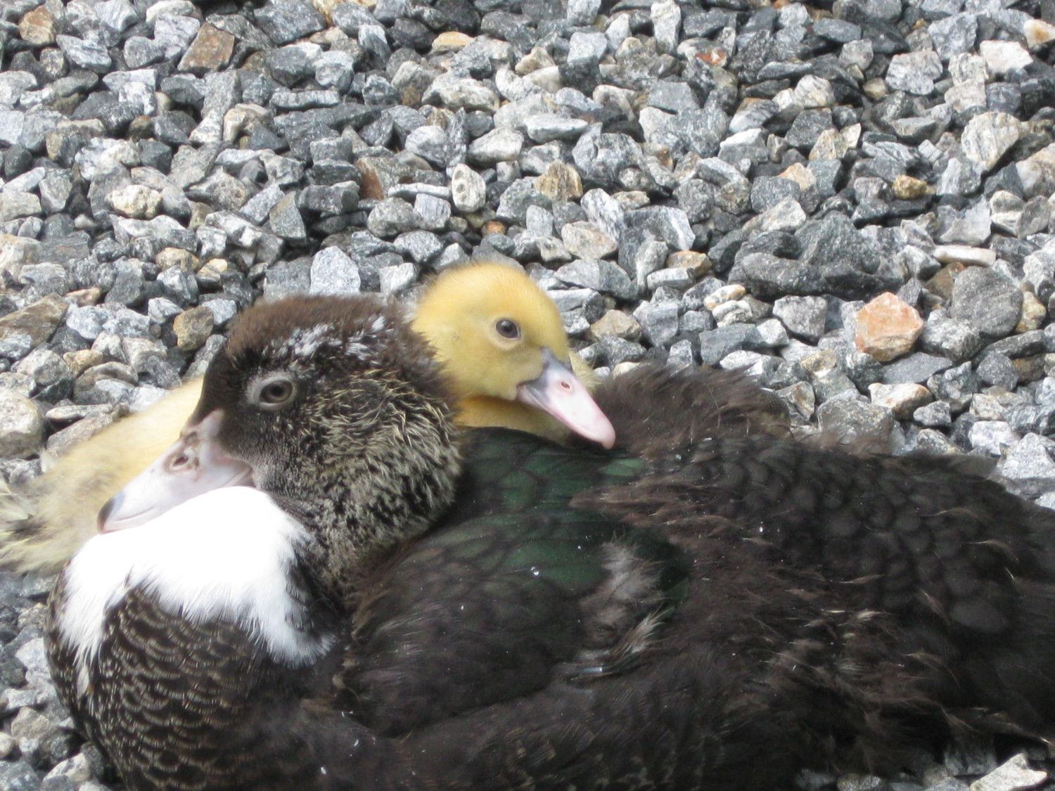 900x900px-LL-482896d4_Ducklings6112012003.jpeg