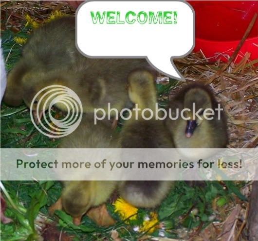 goslings020-1-1.jpg