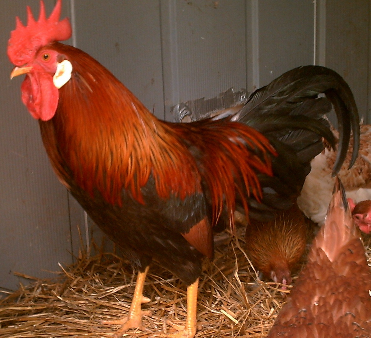 Brown_leghorn_2.JPG