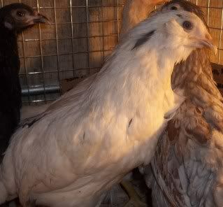 Chickens1-10086.jpg