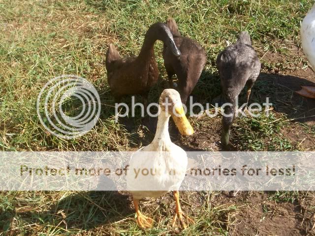 muddyducks004.jpg