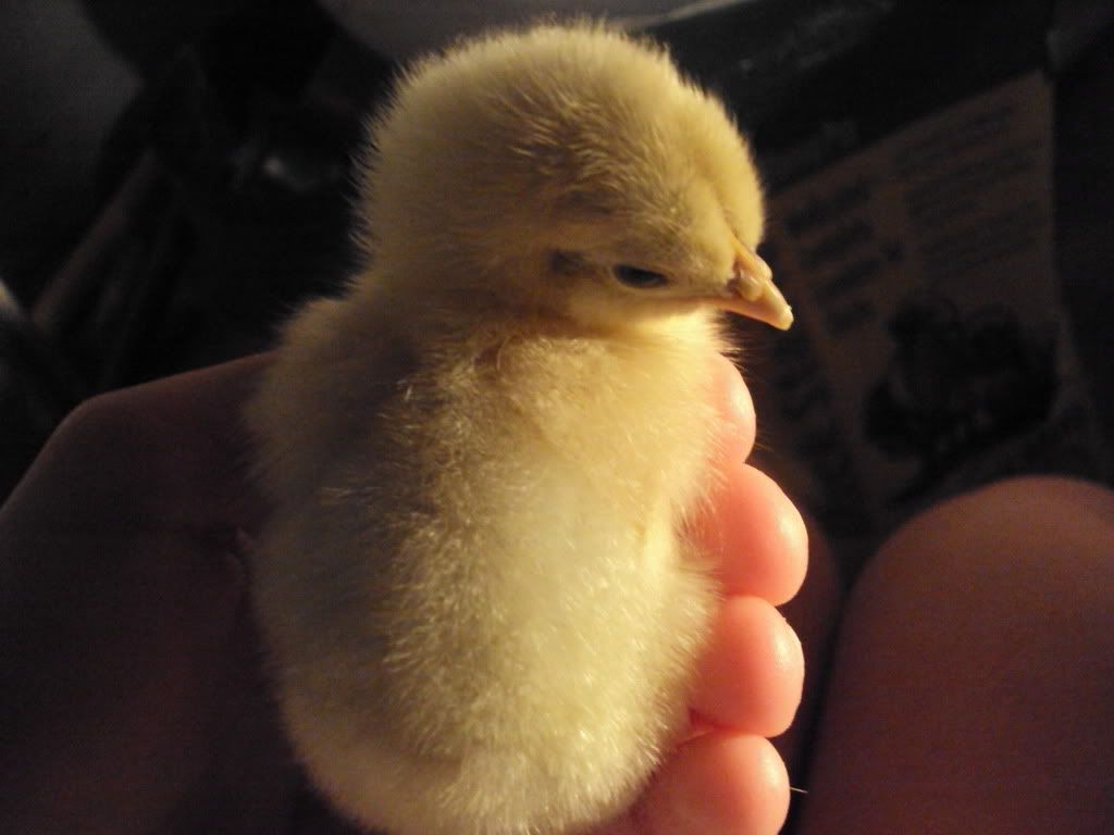 ChickPicks105.jpg