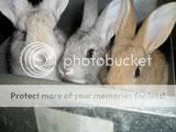 rabbbitssilkies005.jpg
