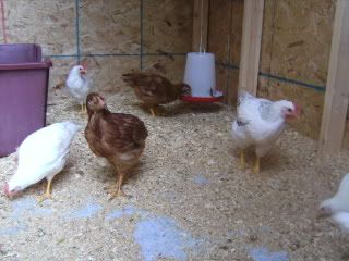 chicks153.jpg