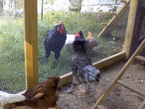 cockfight.jpg