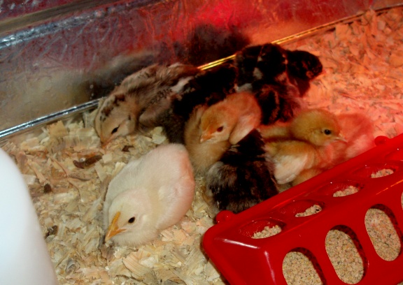 58435Chicks.JPG