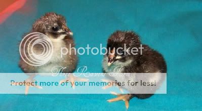 ChicksB08-06-10.jpg