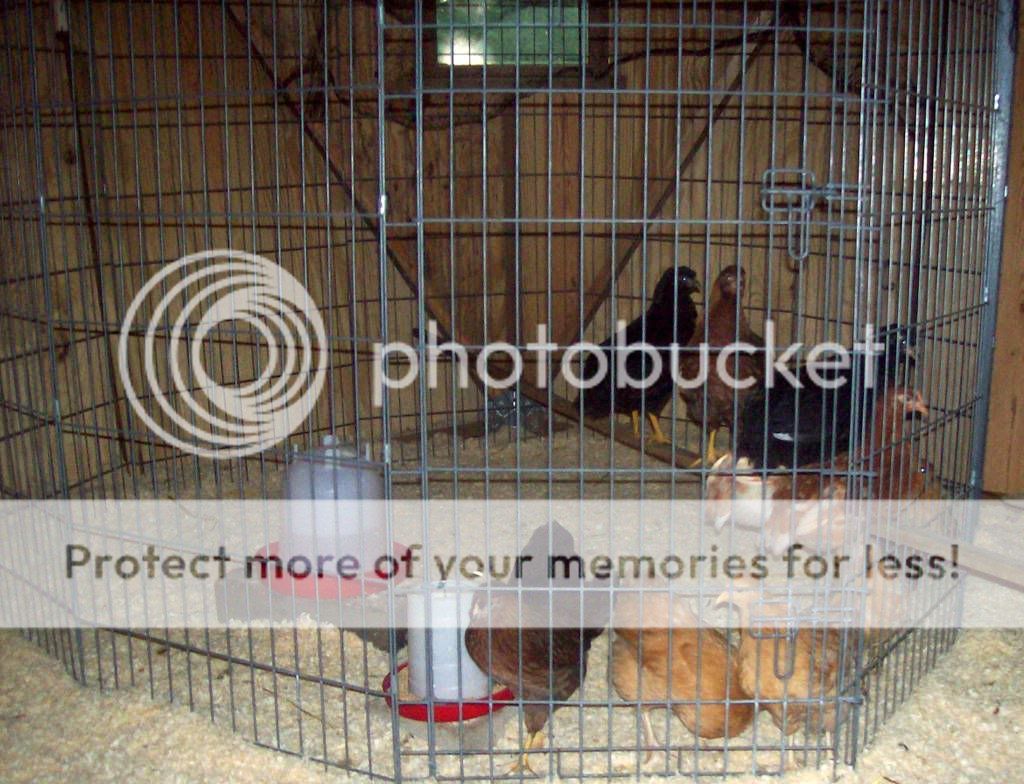chicksincoop1.jpg