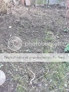 Hydrangeacornerafter.jpg