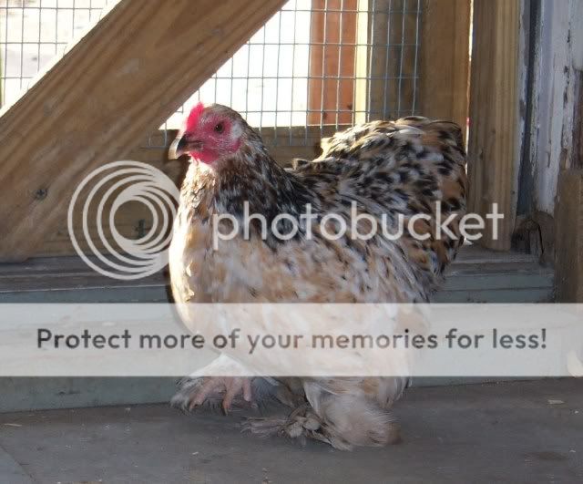 F3pullet2Lynne.jpg