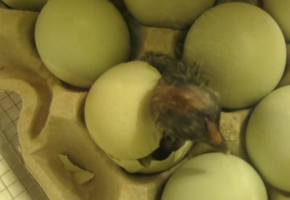 Hatching.jpg