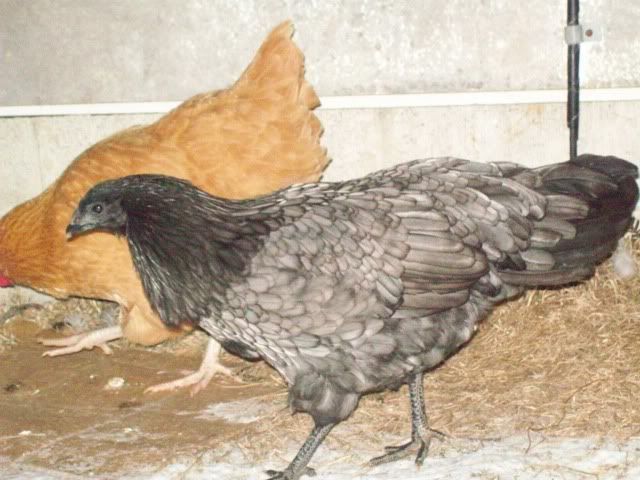 100_2605.jpg