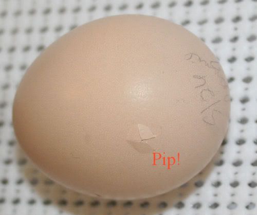 pip2.jpg