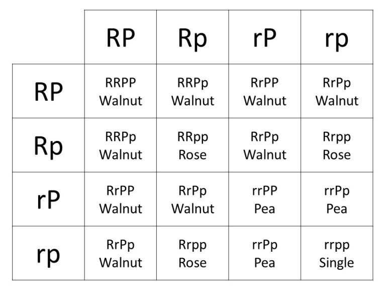 Gene combinations resulting from mating offspring of the cross depicted in previous figure