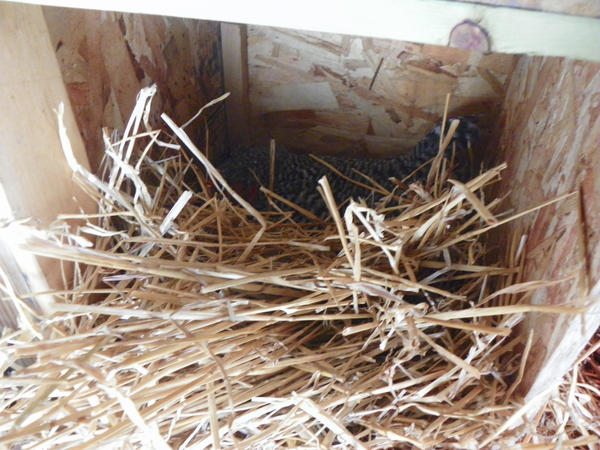 first_attempt_at_nest_by_nzealo-d8jq8tj.jpg