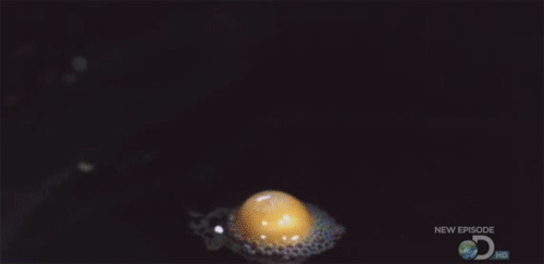 tumblr_ms8pk17Aj91syjo3yo1_500.gif