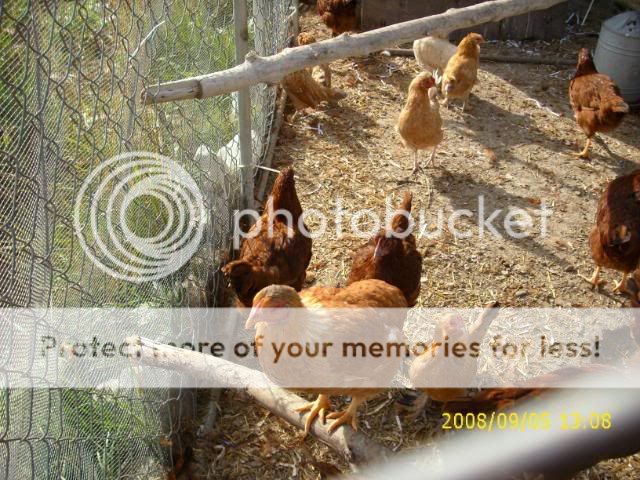 Sept08mybirds004.jpg