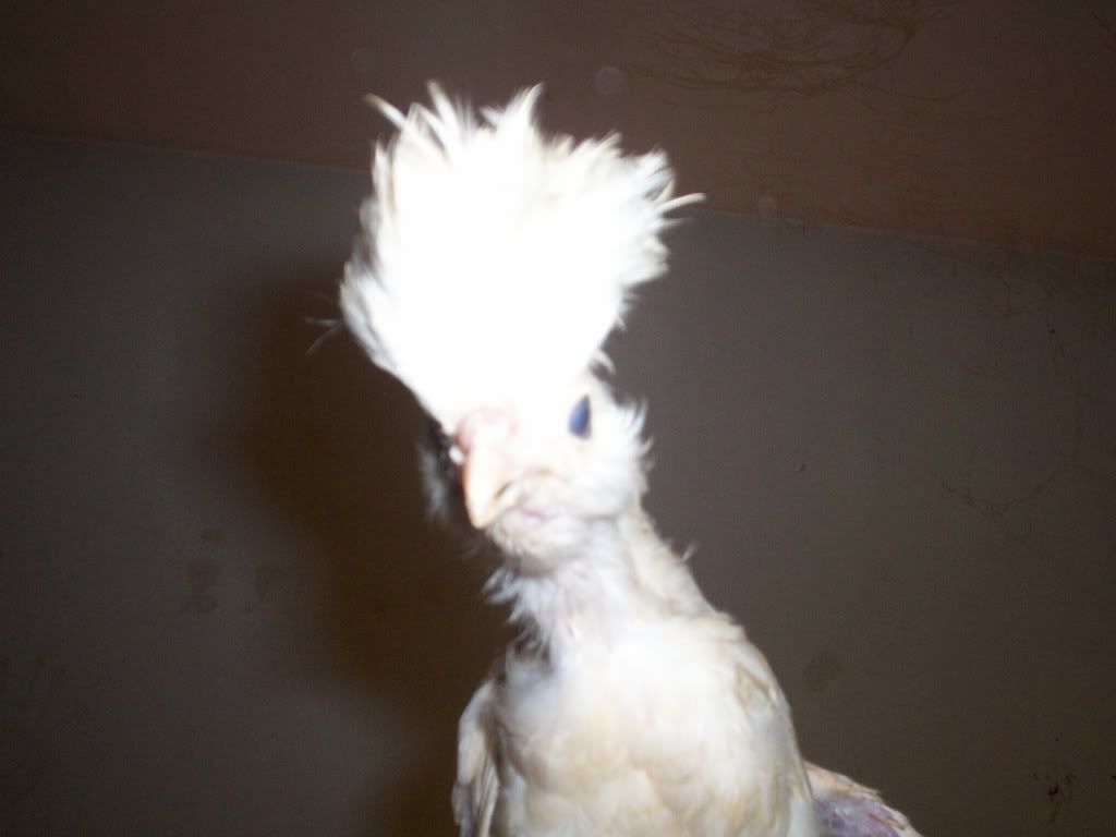 newchicks021.jpg