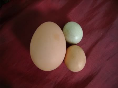 teenytinyeggs2.jpg