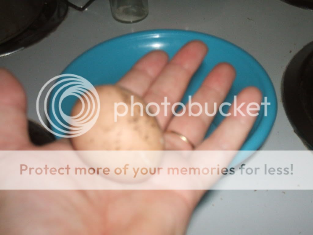 dscf0001_1.jpg