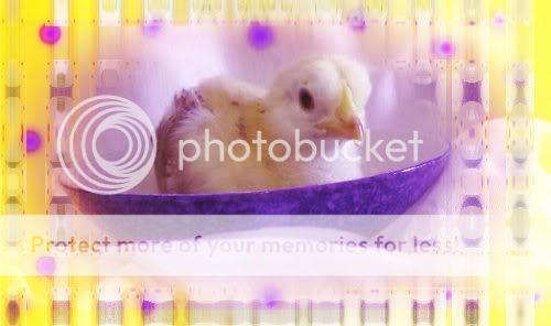 chickinbowl.jpg