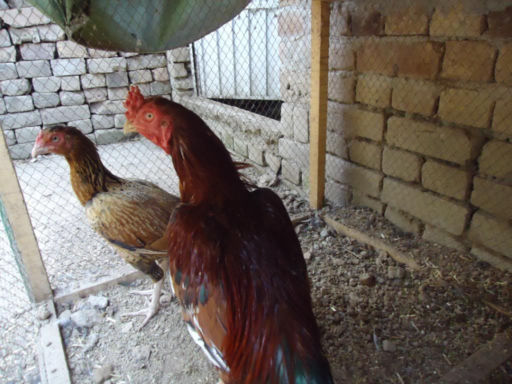 guinneafowl037.jpg
