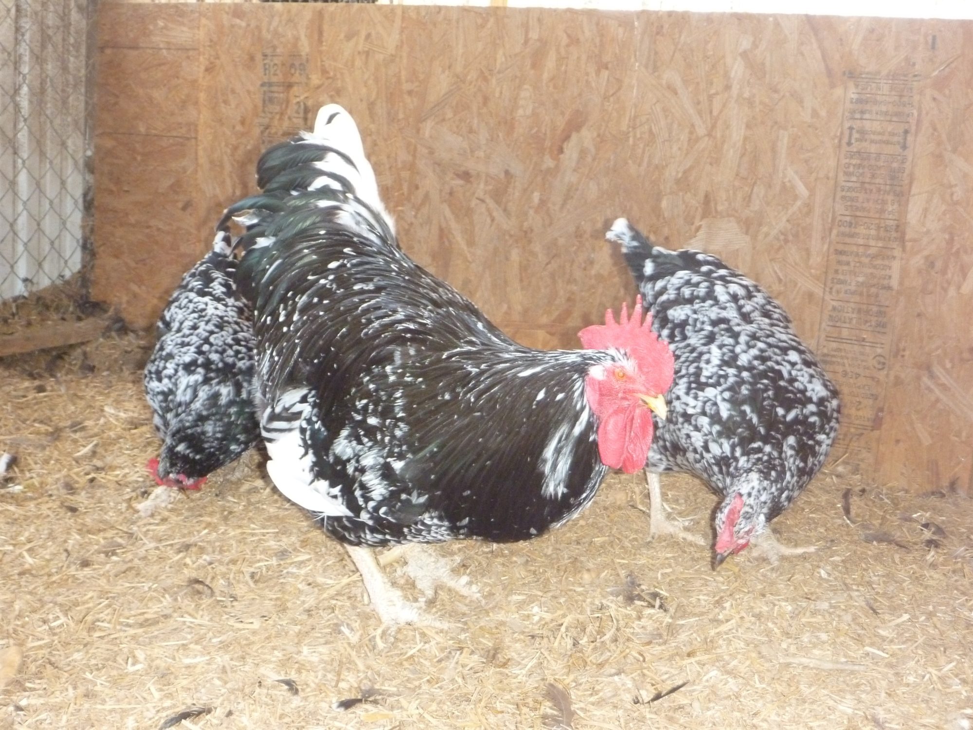 900x900px-LL-0cb4ce67_McGrawRooster.jpeg