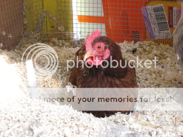 IMG_0114.jpg