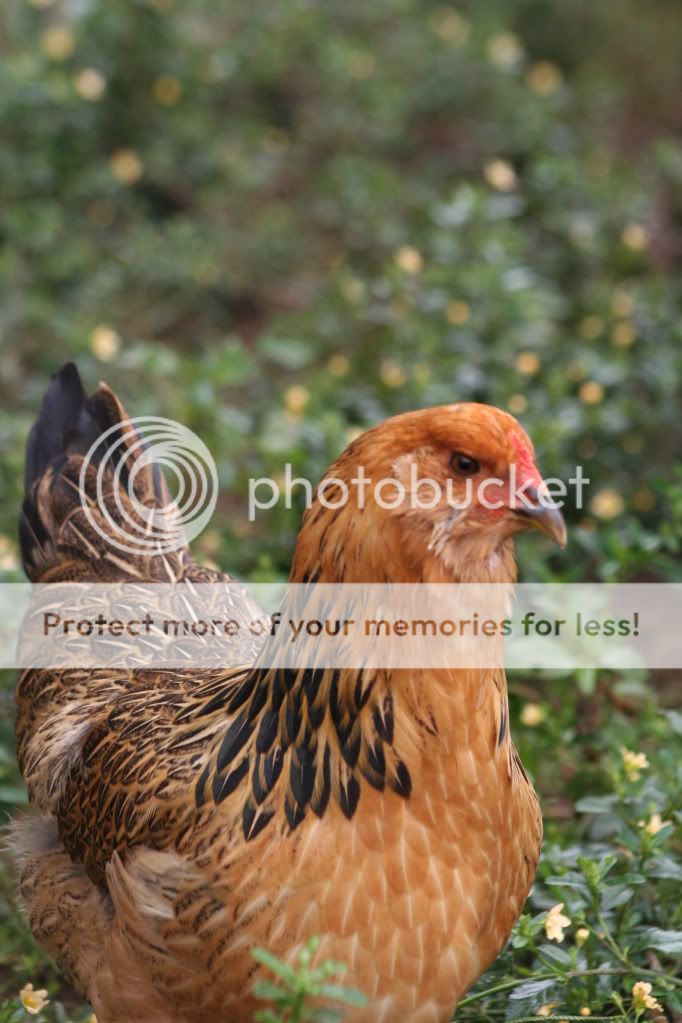 ck__birds_0671.jpg