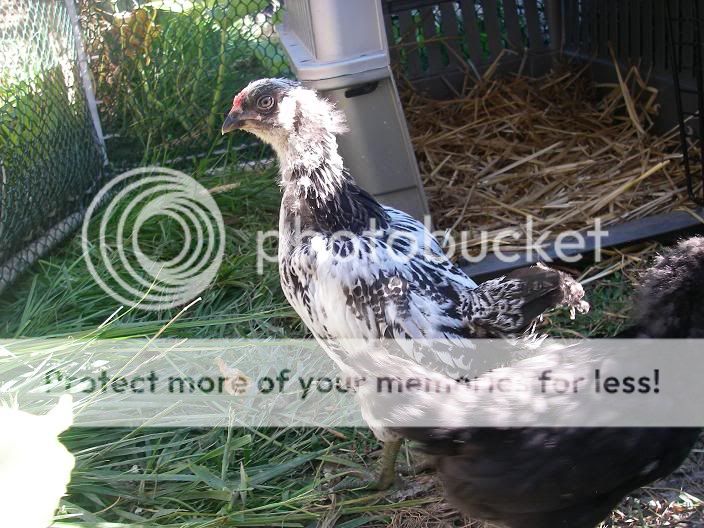 roosterorpullet1.jpg