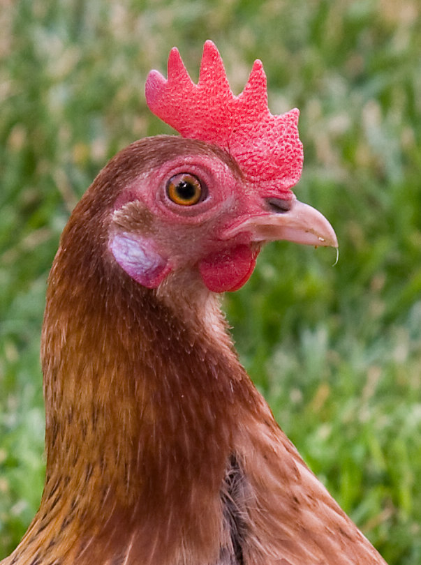 hen3.jpg