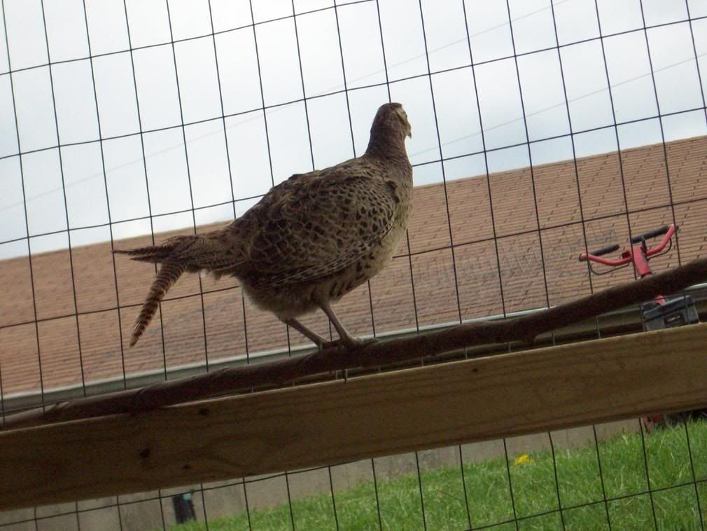 Chickens041.jpg