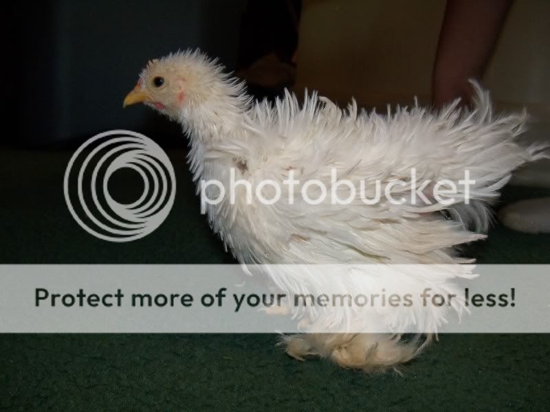 5weekchick048.jpg