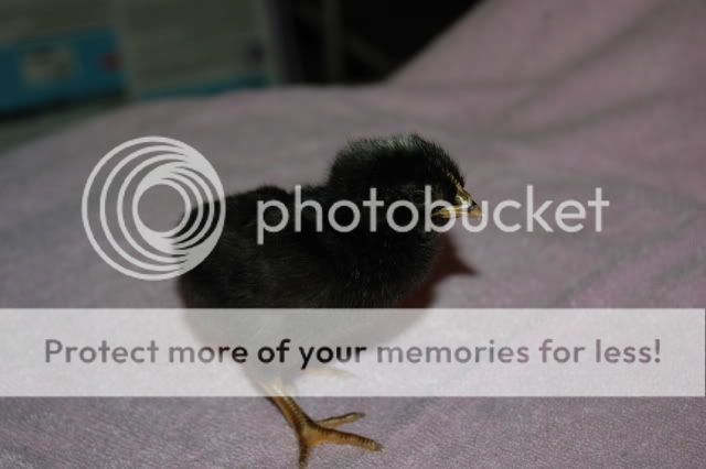 blacksexlinkrooster.jpg