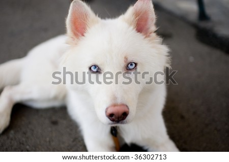 stock-photo-white-husky-with-blue-eyes-36302713.jpg